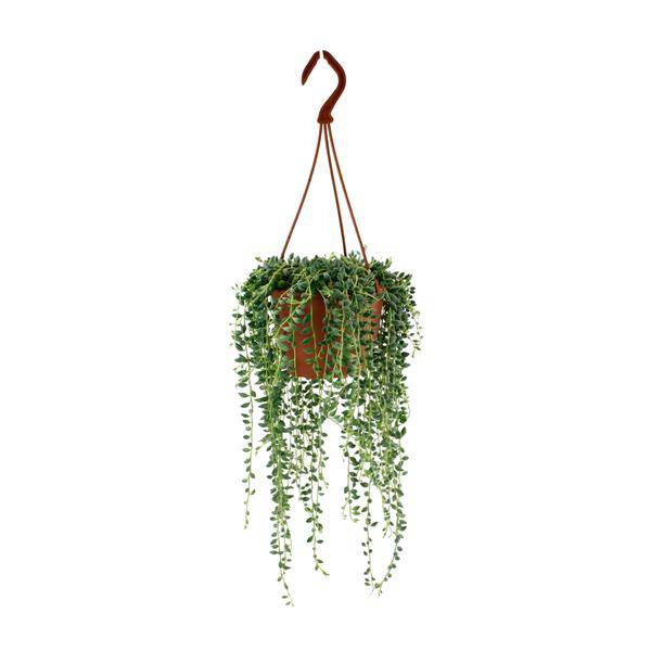Erbsenpflanze – Senecio Herreianus – Zimmerpflanze – Ø12cm – ca. 20cm hoch – pflegeleichte Sukkulente mit hängenden Erbsen-ähnlichen Blättern 