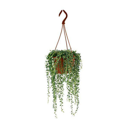 Erbsenpflanze – Senecio Herreianus – Zimmerpflanze – Ø12cm – ca. 20cm hoch – pflegeleichte Sukkulente mit hängenden Erbsen-ähnlichen Blättern 
