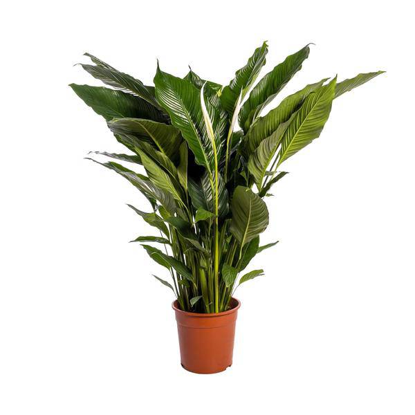 Einblatt - Spathiphyllum Sweet Sebastiano - Zimmerpflanze - Ø24cm - ↕110cm 