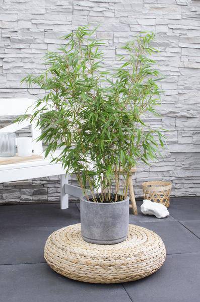 Schirmbambus - Fargesia rufa - Ø23cm - ↕80cm 