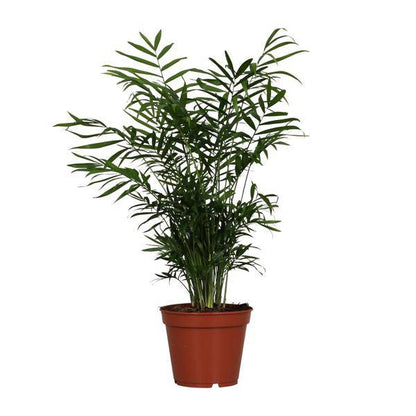 Mexikanische Bergpalme - Chamaedorea Elegans - Zimmerpflanze - Ø17cm - ↕55cm 