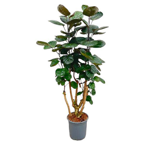 Fiederaralie – Polyscias Fabian – Zimmerpflanze – 130cm – Ø24cm – Elegante Grünpflanze mit runden Blättern – Pflegeleichte Pflanze für Wohnzimmer und Büro 