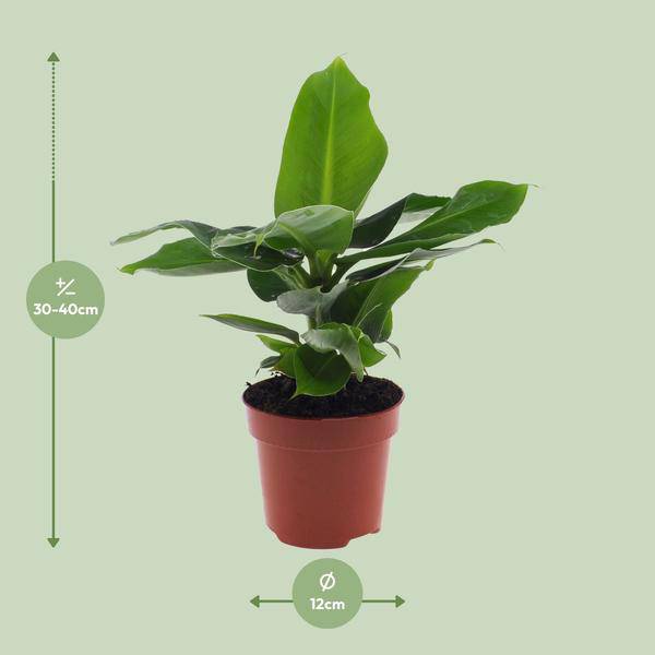 Bananenbaum Musa 'Oriental Dwarf' – Zwergbanane – Zimmerpflanze – Ø12cm – 35cm Höhe – tropisch & pflegeleicht 