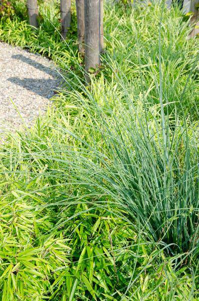 Schirmbambus Fargesia rufa – 2er-Set – ca. 60cm hoch Ø19cm – Immergrüner, horstbildender Bambus – Winterhart & nicht wuchernd – Für Balkon, Garten & Sichtschutz 