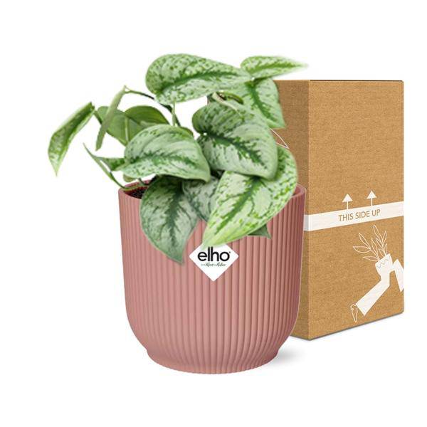 Efeutute - Scindapsus Pictus 'Trebie' - Zimmerpflanze + Topf Vibes Fold 14cm Rosa 