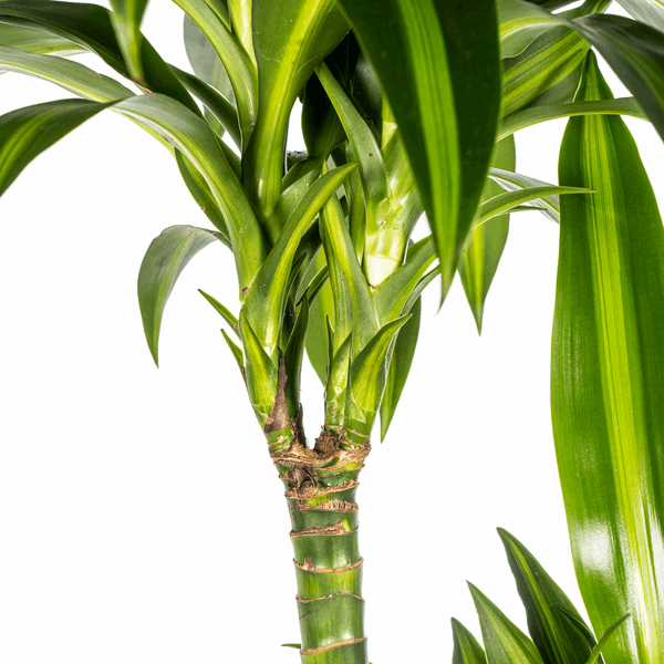 Dracaena Deremensis Hawaiian Sunshine – Drachenbaum – Ø24cm – ↕130-150cm – Tropische Zimmerpflanze mit gelb-grünen Blättern – Pflegeleicht & luftreinigend 
