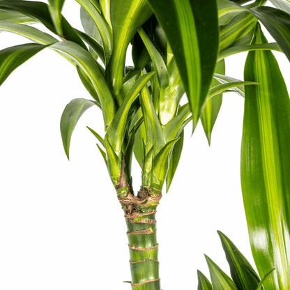Dracaena Deremensis Hawaiian Sunshine – Drachenbaum – Ø24cm – ↕130-150cm – Tropische Zimmerpflanze mit gelb-grünen Blättern – Pflegeleicht & luftreinigend 