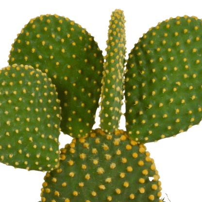 Kaktusmischung 10,5 cm - 3 Stück 