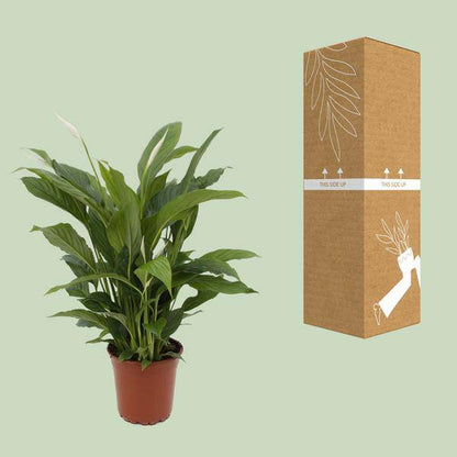 Einblatt – Spathiphyllum Torelli – Friedenslilie Zimmerpflanze 65cm – Ø17cm – Grünpflanze mit weißen Blüten – Luftreinigende Zimmerpflanze für Wohnzimmer, Schlafzimmer & Büro – Pflegeleicht 