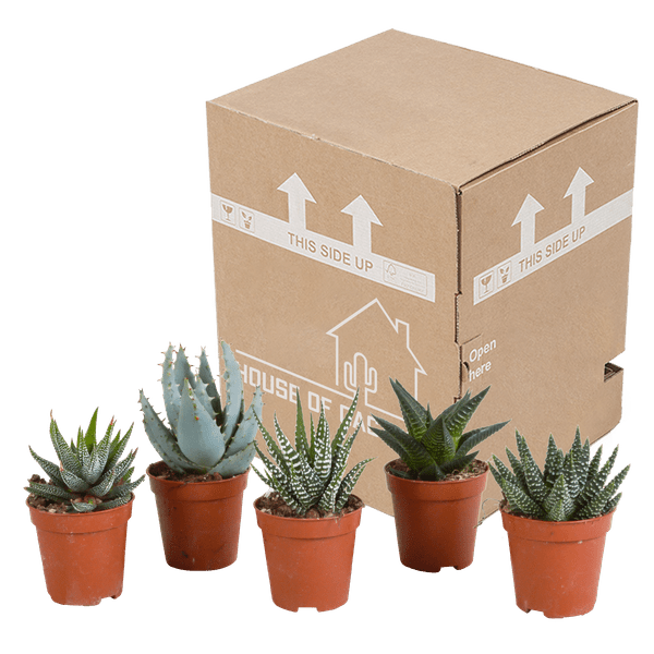 Sukkulente - Gasteria/Haworthia - Mix 5,5cm - Zimmerpflanze - 5 Stück 