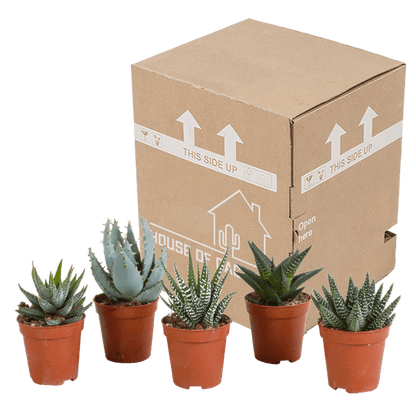 Sukkulente - Gasteria/Haworthia - Mix 5,5cm - Zimmerpflanze - 5 Stück 