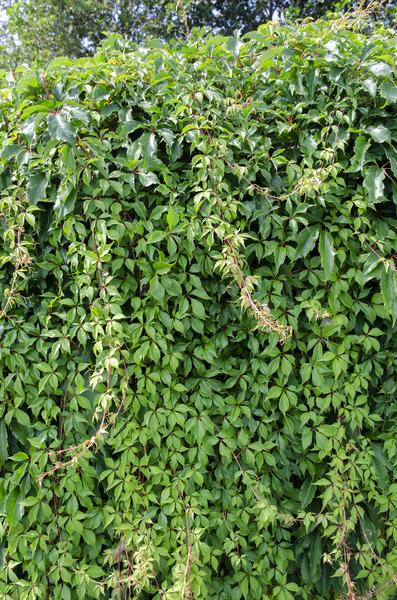 Wilder Wein - Parthenocissus q. var. 'Engelmannii' - Ø15cm - ↕65cm 