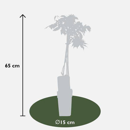 Weißer Blauregen - Wisteria floribunda 'Longissima Alba' - Weißer Regen - Ø15cm - ↕65cm 