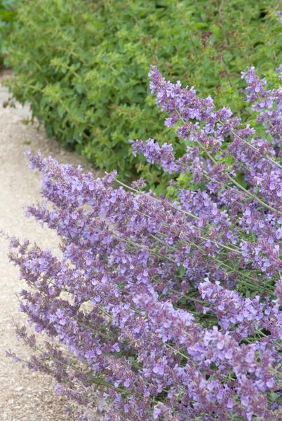 Nepeta 'Walker's Low' – 6 Pflanzen – Katzenminze – Lavendelblaue Blüten – Silbergrünes Laub – Pflegeleichte Staude – Sonnig – Bienen & Schmetterlinge 