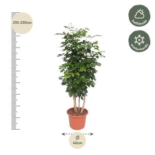 Trompetenbaum – Radermachera Hainanensis – Zimmerpflanze 190cm – Ø40cm – Immergrüne Grünpflanze mit glänzenden Blättern – Pflegeleicht & dekorativ für Wohnzimmer, Büro & Wintergarten 