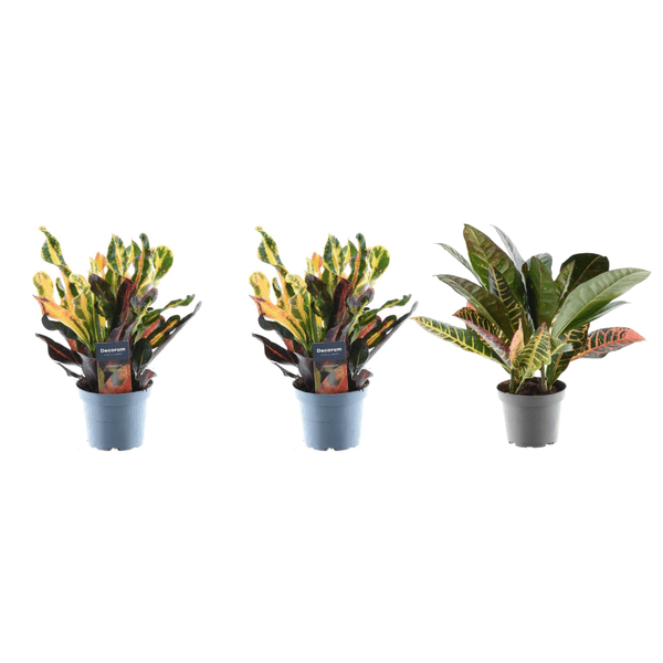Croton Codiaeum Mix – 3 Pflanzen im Set – Wunderstrauch – Bunte Zimmerpflanzen – Exotische Blattschmuckpflanzen – Ø12cm – ↕30cm 