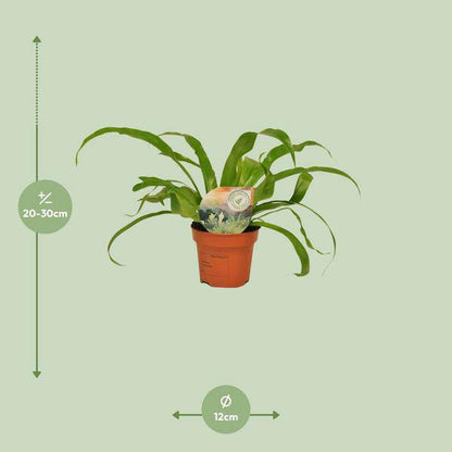 Nestfarn - Asplenium Antiquum - Zimmerpflanze - Ø12cm - ↕30cm 