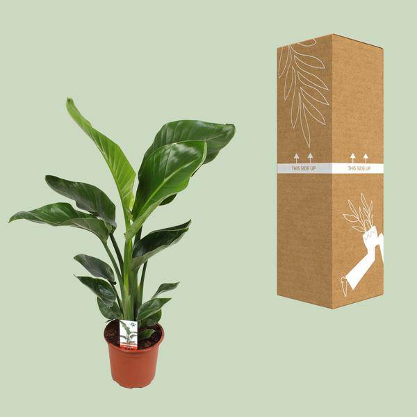 Baum-Strelitzie – Strelitzia Nicolai – Paradiesvogelblume – Ø17cm ↕70cm – tropische Zimmerpflanze mit exotischem Blattschmuck 