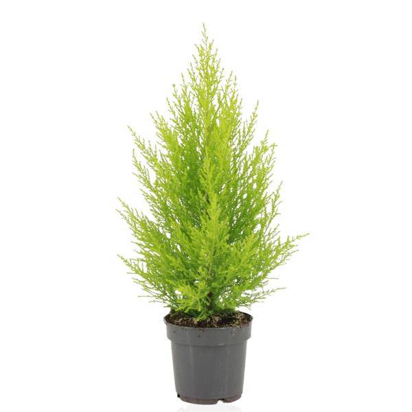 Zimmerzypresse – Cupressus Macrocarpa Goldcrest Wilma – Ø14cm – ↕55cm – Elegante Konifere mit goldgelben Nadeln – Pflegeleichte Zimmerpflanze für Wohnzimmer, Büro & Wintergarten 