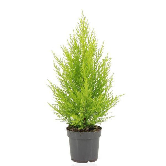 Zimmerzypresse – Cupressus Macrocarpa Goldcrest Wilma – Ø14cm – ↕55cm – Elegante Konifere mit goldgelben Nadeln – Pflegeleichte Zimmerpflanze für Wohnzimmer, Büro & Wintergarten 
