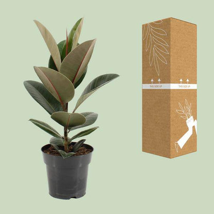 Gummibaum - Ficus Elastica Robusta - Zimmerpflanze - Ø17cm - ↕55cm 