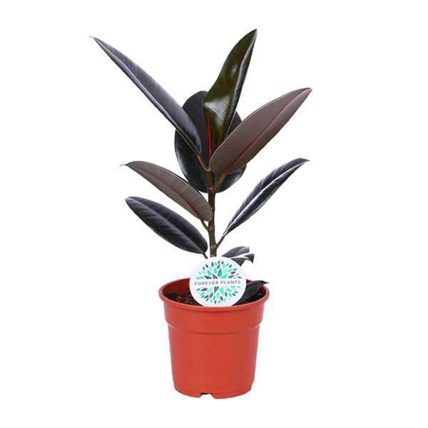 Gummibaum - Ficus Elastica Abidjan - Zimmerpflanze - Ø17cm - ↕55cm 