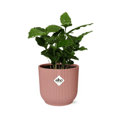 Kaffee Pflanze - Coffea Arabica - Zimmerpflanze + Topf Vibes Fold 14cm Rosa 