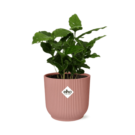 Kaffee Pflanze - Coffea Arabica - Zimmerpflanze + Topf Vibes Fold 14cm Rosa 