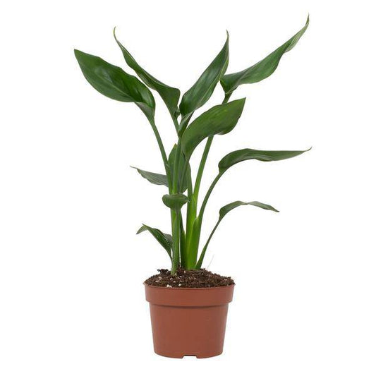 Strelitzia Reginae – Paradiesvogelblume – Zimmerpflanze ↕35cm – Ø12cm – Exotische Blühpflanze mit orangen & blauen Blüten – Tropische Dekopflanze für Wohnzimmer & Büro 