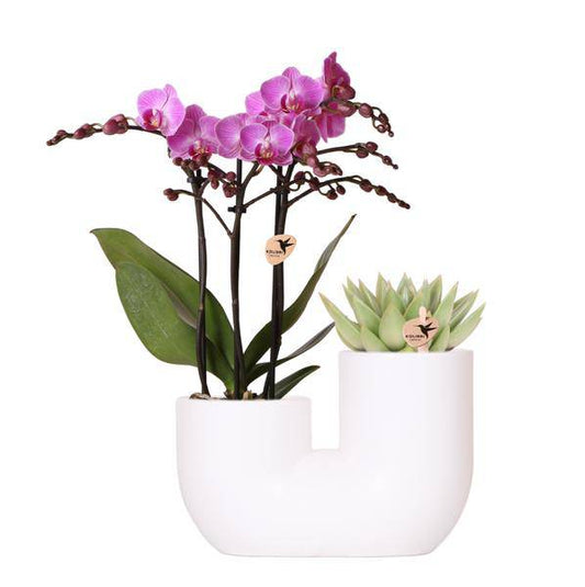 Orchidee Vienna Rosa und Sukkulente in weißem Ziertopf Ø9 cm - Zimmerpflanze - Pflanzset 