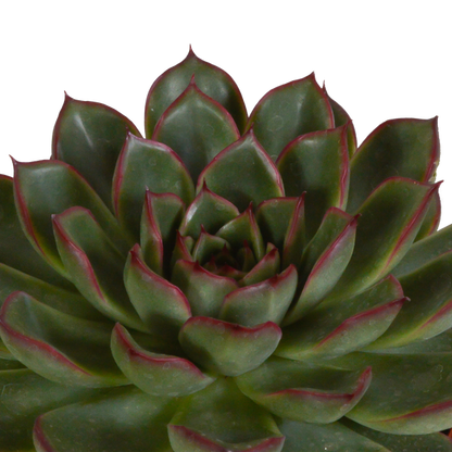 Steinrose - Echeveria - Mix  10,5 cm - 3 Stück - Zimmerpflanze - im Terrakotta-Topf 