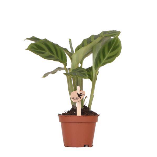 Calathea - Korbmarante - Zimmerpflanze - Ø6cm 