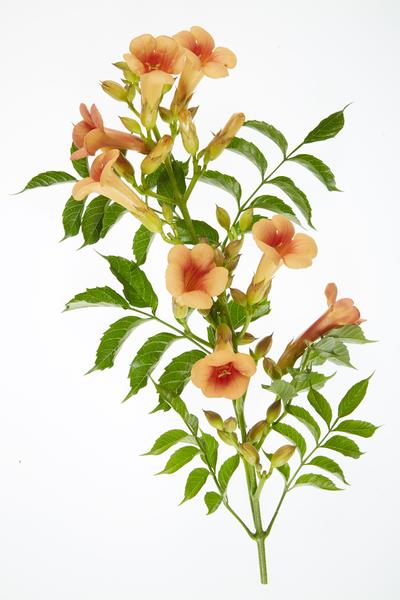 Trompetenblume Orange - Campsis Indian Summer - Ø15cm - ↕65cm 