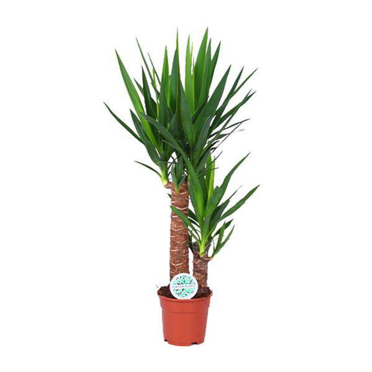 Palmlilie - Yucca - Zimmerpflanze - Ø17cm - ↕80cm 