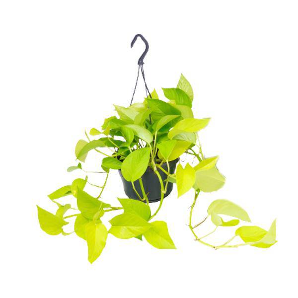 Efeutute Epipremnum Golden Pothos – Ø15cm x H25cm – Zimmerpflanze mit goldgelben Blattakzenten – Hängend & kletternd – Für Innenräume – Pflegeleicht & dekorativ 