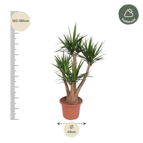Riesen-Palmlilie – Yucca Elephantipes verzweigt – Zimmerpflanze 170cm – Ø45cm – Pflegeleichte Grünpflanze mit langen, spitzen Blättern – Tropischer Blickfang für Wohnzimmer, Büro & Wintergarten 