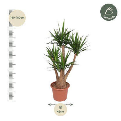Riesen-Palmlilie – Yucca Elephantipes verzweigt – Zimmerpflanze 170cm – Ø45cm – Pflegeleichte Grünpflanze mit langen, spitzen Blättern – Tropischer Blickfang für Wohnzimmer, Büro & Wintergarten 