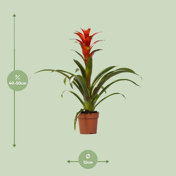 Bromelie - Guzmania Ostara - Zimmerpflanze - Ø12cm - ↕45cm 