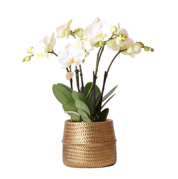 Weiße Phalaenopsis Orchidee Juwel Gent – 2–3 Zweige – Ø12cm Groove Ziertopf – Silberner Rillen-Topf – Elegante blühende Zimmerpflanze – 40cm hoch 