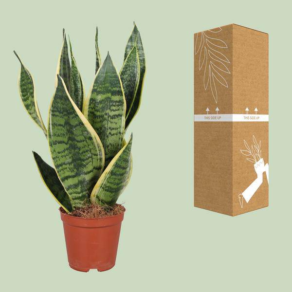 Bogenhanf - Sansevieria Trifasciata Futura Superba - Zimmerpflanze - Ø12cm - ↕40cm 