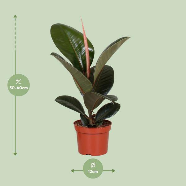 Gummibaum - Ficus Elastica Robusta - Zimmerpflanze - Ø12cm - ↕35cm 