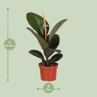 Gummibaum - Ficus Elastica Robusta - Zimmerpflanze - Ø12cm - ↕35cm 