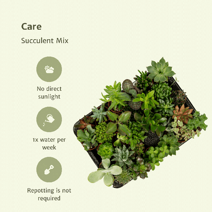 Sukkulenten Mix – Verschiedene Arten – Aloe Vera, Echeveria, Kalanchoe, Sedum – Zimmerpflanzen im Topf – Ansicht 12