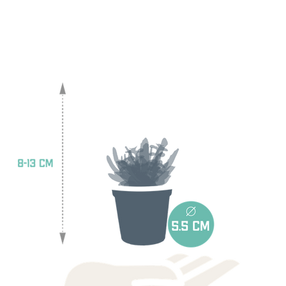 Sukkulenten - Mix - 5,5 cm - 5 Stück 