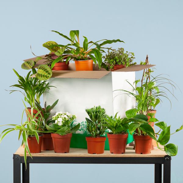 Zimmerpflanzen Set Rette Mich Box – 12 Pflanzen – Oasis of Life