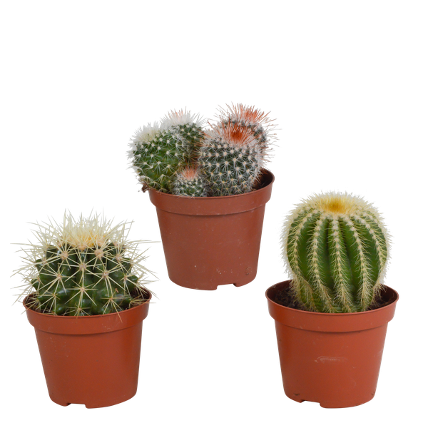Kaktus - Bolcactus - Mix - Zimmerpflanze - 8,5 cm 