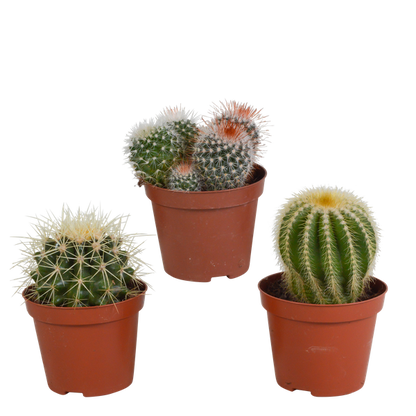 Kaktus - Bolcactus - Mix - Zimmerpflanze - 8,5 cm 