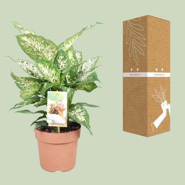 Dieffenbachie - Dieffenbachia Compacta - Zimmerpflanze - Ø17cm - ↕45cm 