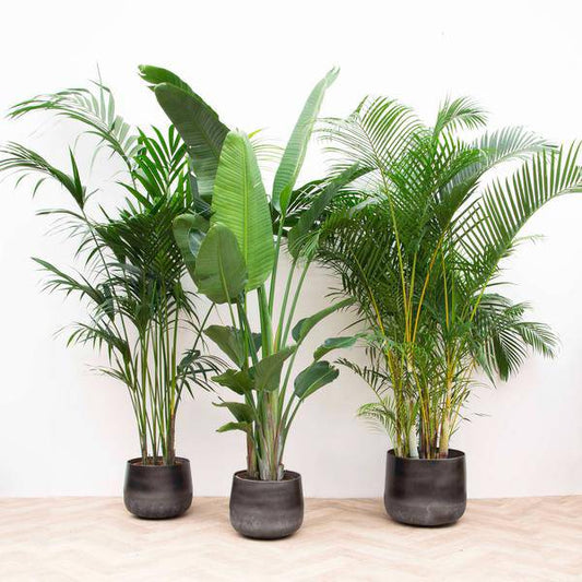 Vorteilspaket XXL - Kentia 200 cm, Strelitzia Nicolai 225 cm, Areca 200 cm 