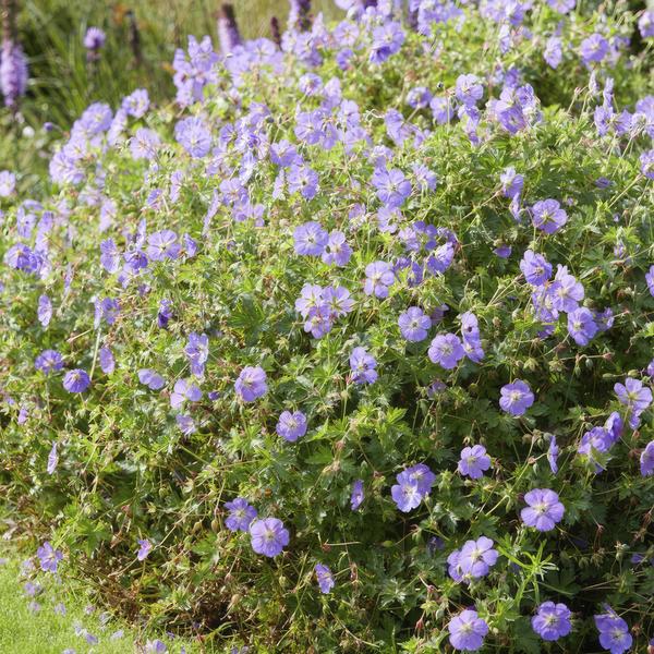 Geranium Rozanne – Storchschnabel – Ø9cm – ↕10-25cm – 6 Pflanzen – Lila Blüten, Bodendecker 
